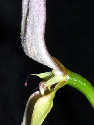 Bild von Bulbophyllum anteniferum 4
